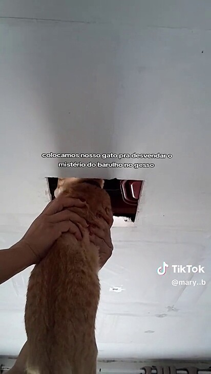 O felino fingiu que não conhecida os inquilinos misteriosos.