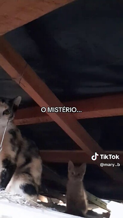 A família já aceitou o fato de que foram adotados pela família de Viseryon.