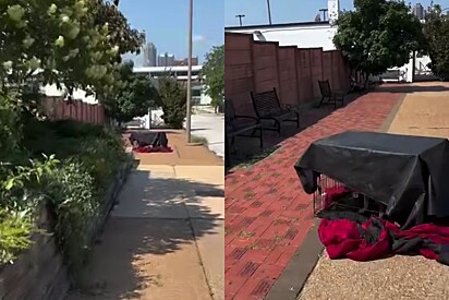 Voluntária da causa animal encontra dois cães abandonados em caixa sob sol de 37 graus e resgate emociona