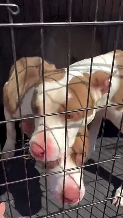 Os cães estavam com muito calor e precisavam urgentemente de ajuda.