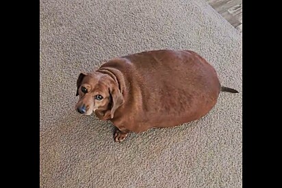 Após ver dachshund de 25 kg de paciente, cuidadora decide adotar e transformar a vida da cachorrinha.