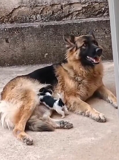 Akilla aceitou a filhote como se fosse dela.