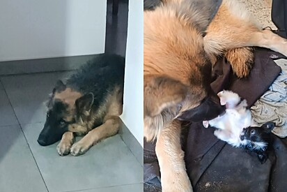 ‘Não nasceu dela, mas nasceu pra ela’: Cadela em depressão conhece filhote rejeitada e vive a melhor história