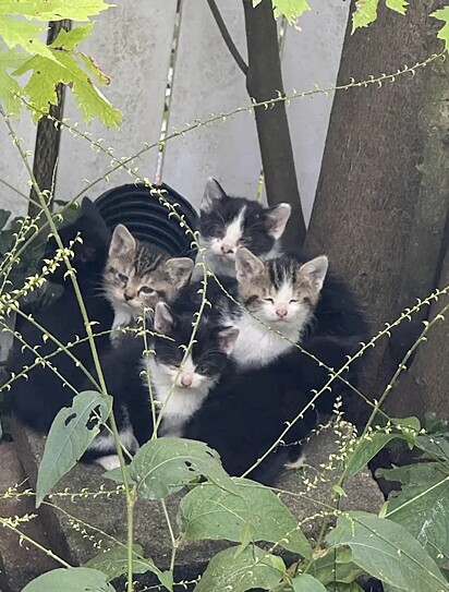 Uma família felina inteira estava no jardim.