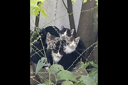 Caminhando por jardim, mulher tropeça em ‘bebês peludos’ e salva sete vidas