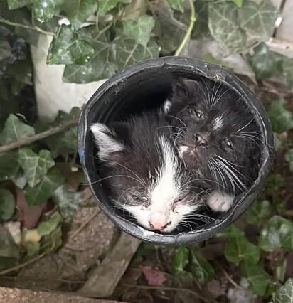 Os gatinhos estavam se abrigando em um cano.