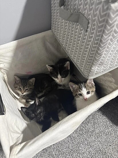 Todos os gatinhos já estão com lares garantidos.