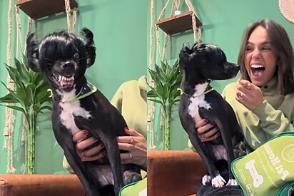 Melita não gostou que a tia dela riu da peruquinha.