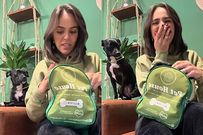 Cachorrinha vai dormir na ‘tia’ com mochila lotada, mas ninguém estava preparado para o que tinha dentro