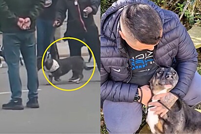 Tutor reconhece cão desaparecido há mais de um ano durante desfile de 7 de Setembro e reencontro emociona.
