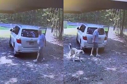 Cachorrinho pensa que está sendo levado para passeio de carro mas recebe uma triste surpresa