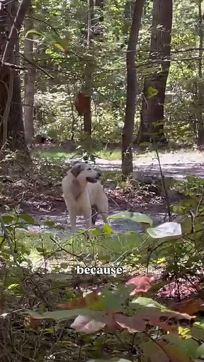 O cachorro estava assustado e não deixava aproximação.