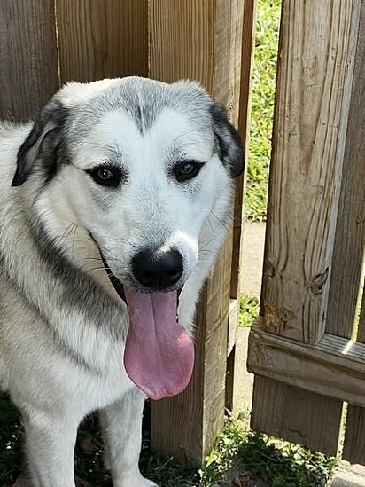 Apollo está em busca de um novo lar.