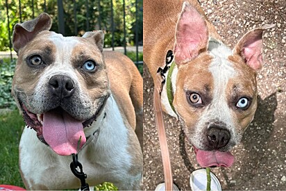 Cachorrinha devolvida várias vezes ao abrigo espera uma chance para mostrar o quanto merece ser amada.