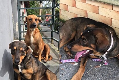 Cachorrinha que vivia vida de princesa vê seu mundo desabar da noite para o dia