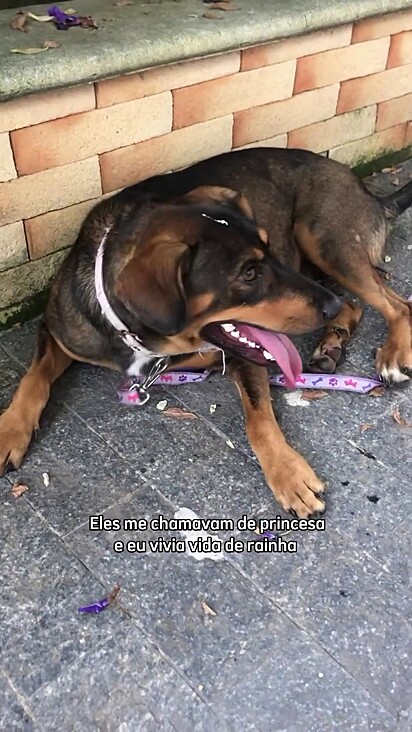 Maitê atraiu muitos interessados após contar sua história.