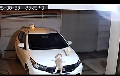 O cachorro escorregando do carro.