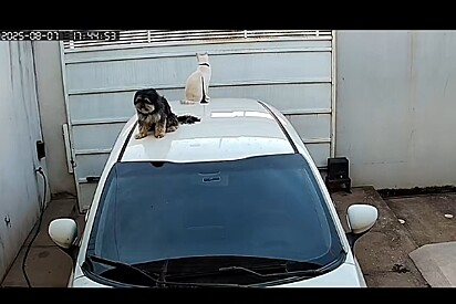 Os cães aprenderam a subir no teto do carro.