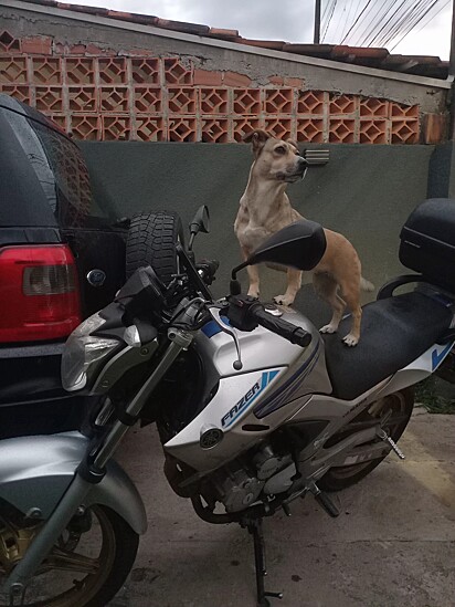 O cão da internauta Jessica sobe na moto.