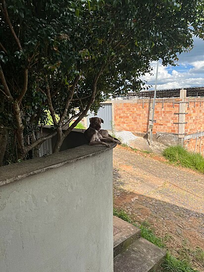 O cão da internauta Julia aprendeu a subir no muro com os gatos.