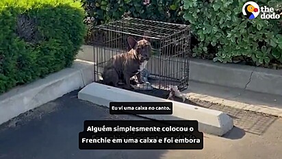 A protetora agiu rapidamente para tirá-lo da gaiola.