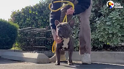 O cão aceitou ajuda e foi levado ao veterinário.