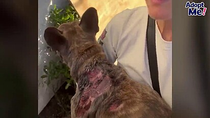 O cão estava cheio de feridas.