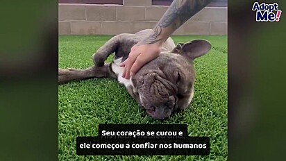 Goober aprendeu a confiar e parou de tremer quando alguém enconsta nele.
