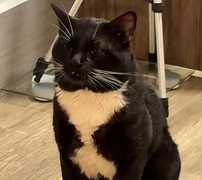 O gato ficava ofegante o tempo todo.