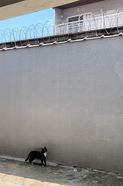 Ela pretendia ajudar o gato a encontrar o caminho de volta.