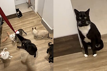 Sem poder brincar, gato sofria em silêncio — até que cirurgia arriscada lhe devolve a vida