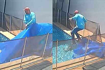 Após remover proteção de piscina, piscineiro se depara com cachorro idoso afogado e age rápido.