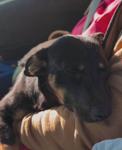 No caminho para a clínica veterinária, Kaia finalmente relaxou.