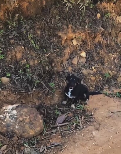 Bastou ouvir a voz doce da protetora para a cachorrinha correr em sua direção.