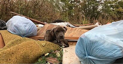O cão Kismet foi encontrado em uma pilha de lixo.