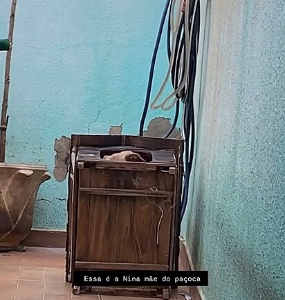 A cachorrinha entrou dentro da casinha e capotou.