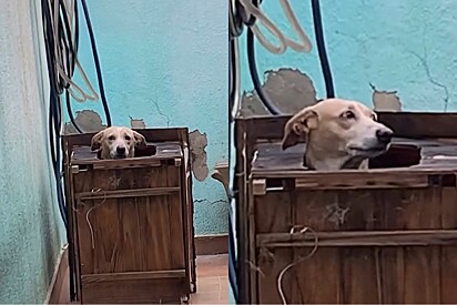 Cachorrinha se empolga para entrar em casinha, capota e faz tutor cair na risada.