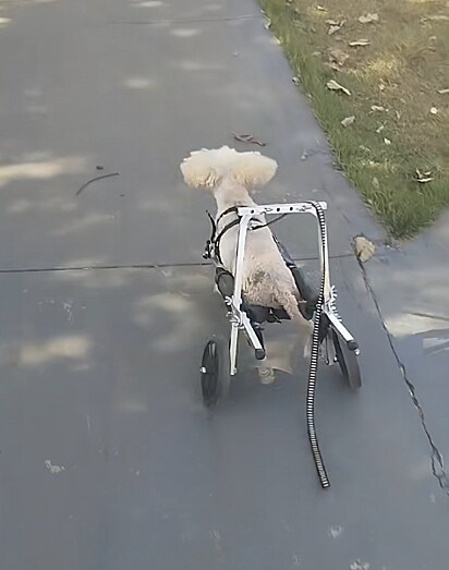 Boby, um poodle que não tem os movimentos das patas traseiras.
