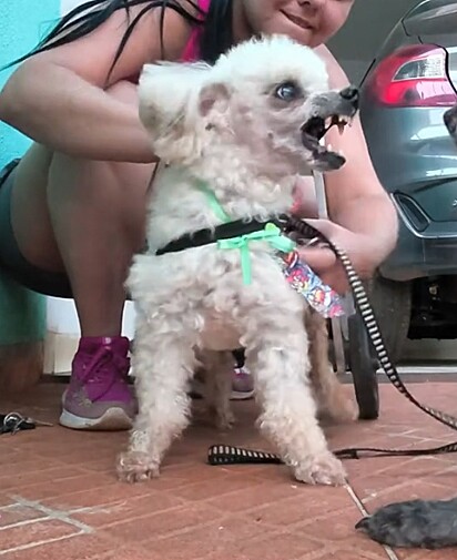 Boby irritado com a demora para o passeio.