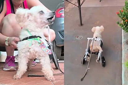 Conheça Boby, o cão com paralisia que ‘voa’ em sua cadeira de rodas pois não tem tempo a perder