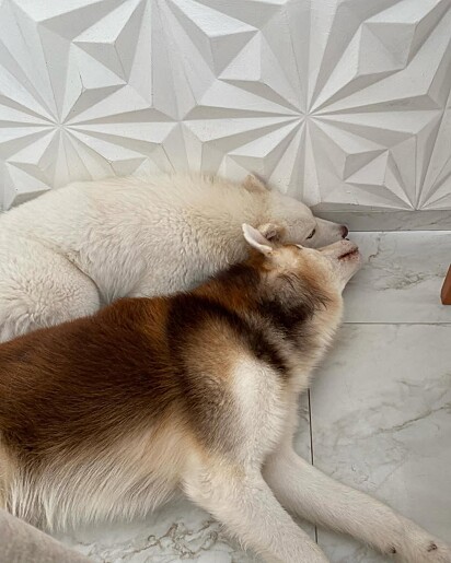 Duquesa e Apolo eram inseparáveis.
