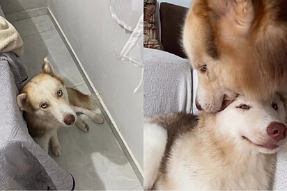Em luto, husky encontra na amizade de uma cachorrinha a chance de recomeçar.