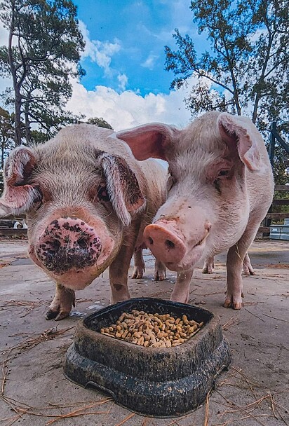 O comportamento dos dois melhorou com a convivência.