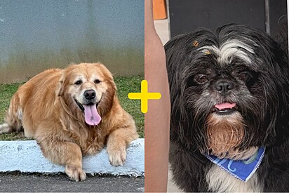 Tutora mostra tamanho de filhote mistura de golden retriever com shih-tzu.