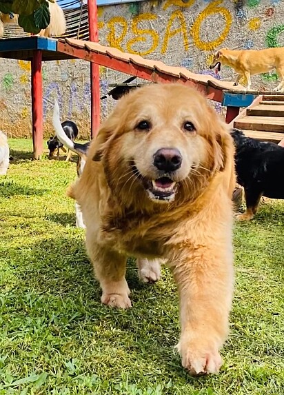 A cachorrinha Nina.