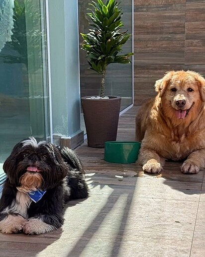 Nina e Thor.