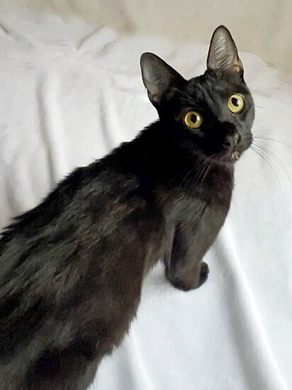 A mãe felina foi castrada.