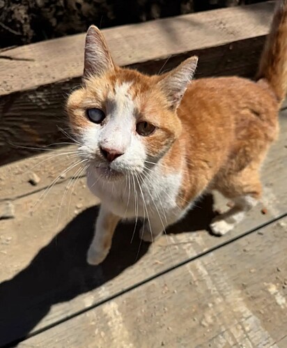Bayou, um gato laranja com o olho turvo. 