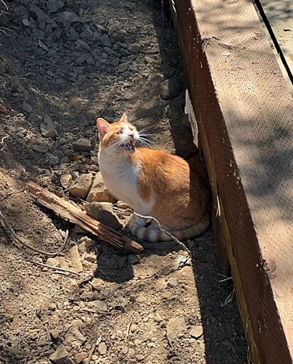 O gato foi encontrado na ponte, em uma estrada remota. 