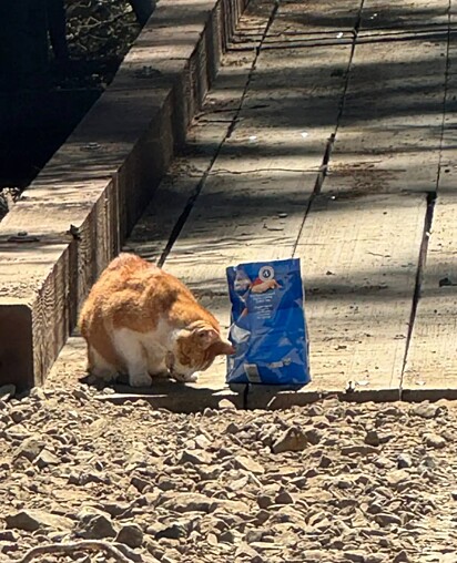 O gato estava faminto.